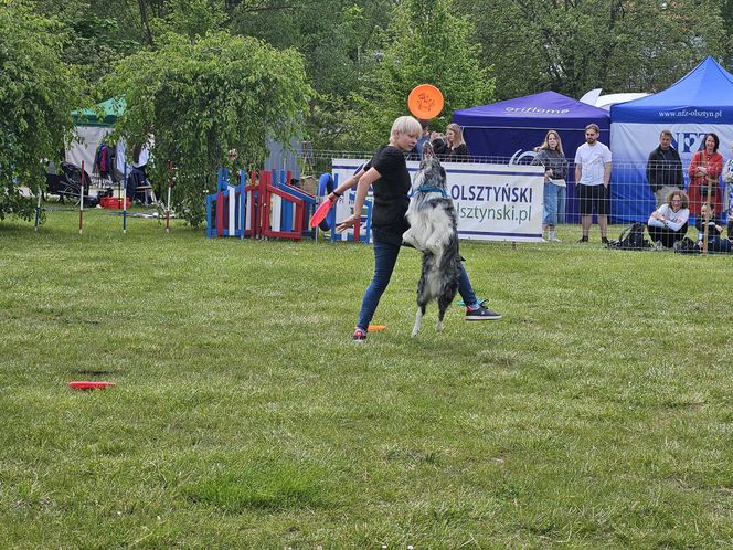 Festiwal Przyjaciół Zwierząt w Olsztynie. Park Centralny opanowały radosne pieski