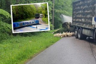 Niecodzienne zdarzenie! Z ciężarówki wypadły indyki i rozbiegły się po drodze