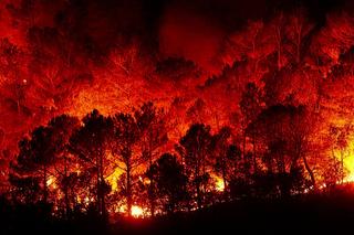 Wzrost zagrożenia pożarowego w polskich lasach. Strażacy ostrzegają!