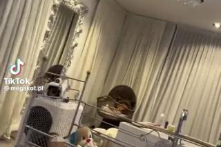 Megakot, czyli gwiazdor show Królowe życia, pochował cztery partnerki. Nową trzyma w kołysce dla dzieci