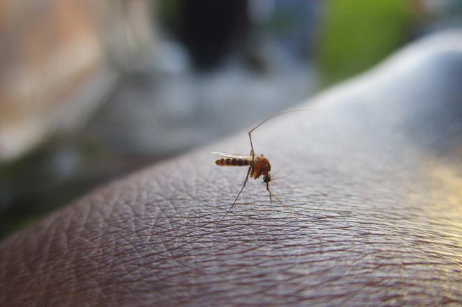Jarosław: Będzie odkomarzanie w parku miejskim. Czy komary są niebezpieczne?