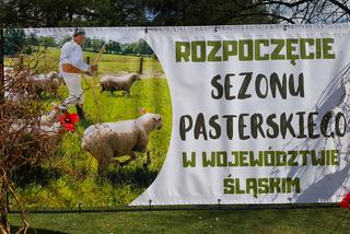 Rozpoczęcie sezonu pasterskiego w Rychwałdzie