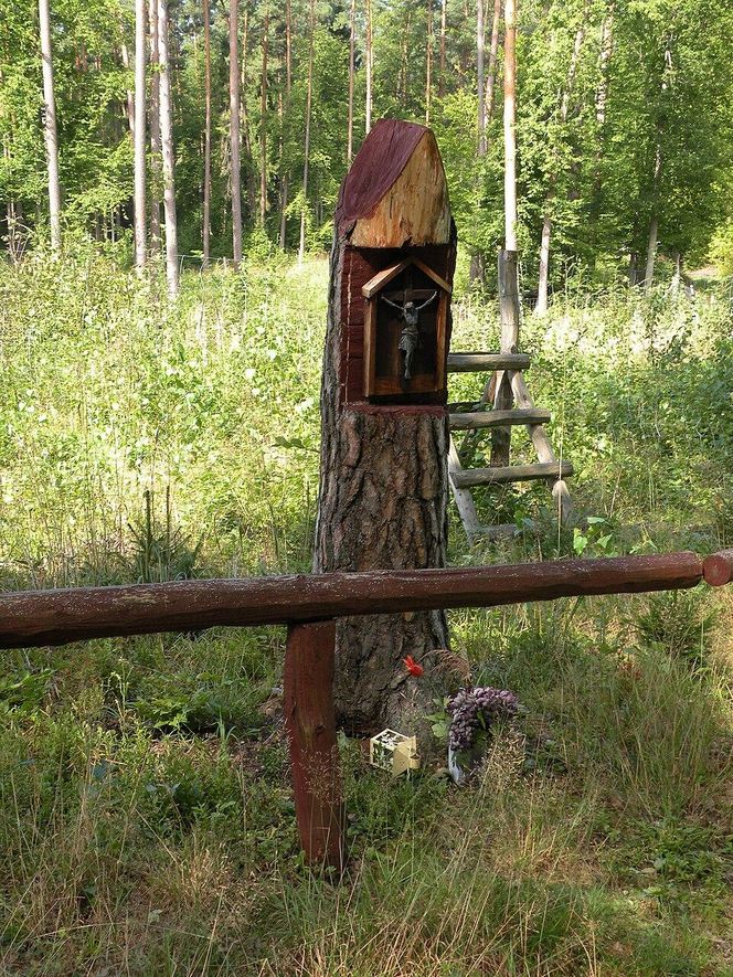 To najładniejszy las w woj. warmińsko-mazurskim. Wybrała go sztuczna inteligencja. "Zachwyca naturalnością i historią"