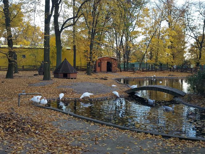 Park 1000-lecia w Lesznie na chwilę przed zachodem słońca