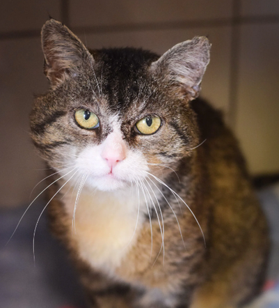 Kot do adopcji w zielonogórskim schronisku