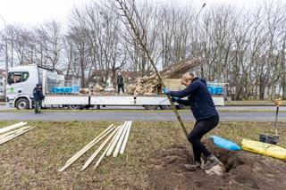 Sadzenie drzew w Gdańsku