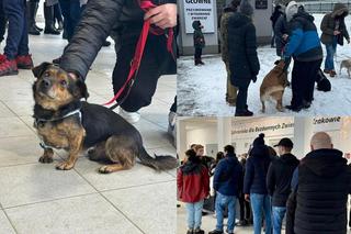 Krakowskie schronisko pod ostrzałem. Potężna krytyka za Akcję Mrozy i wydanie psów do adopcji tymczasowej