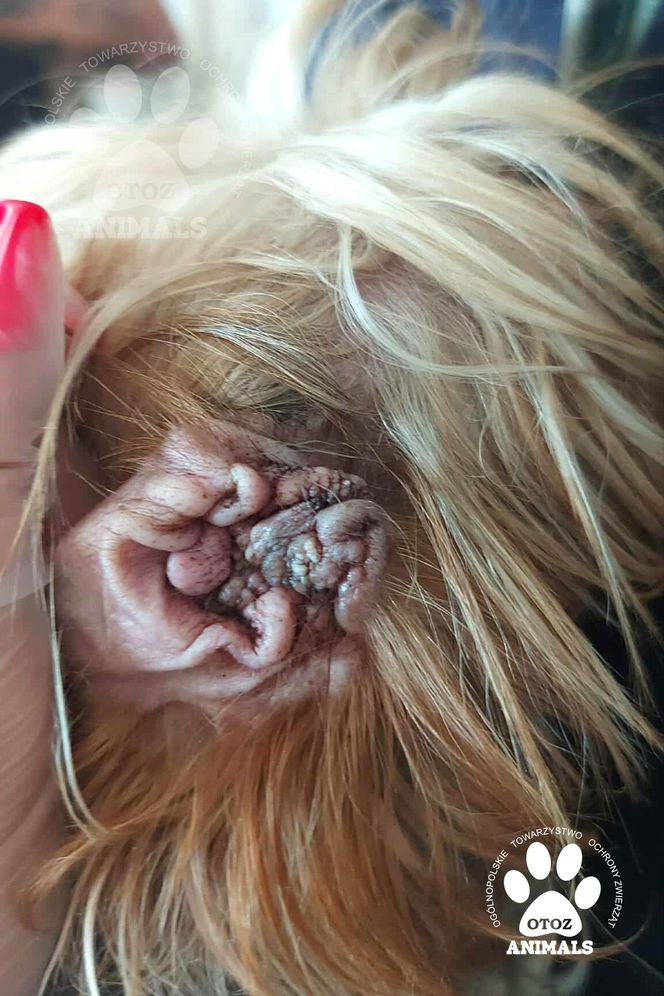 Nie żyje właścicielka pseudo hodowli w Bydgoszczy! 85 psów żyło w strasznych warunkach