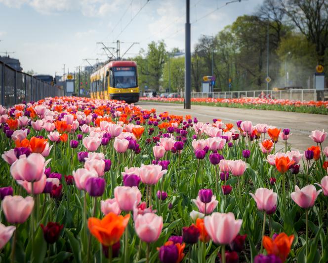 Warszawa utonęła w kolorowych tulipanach