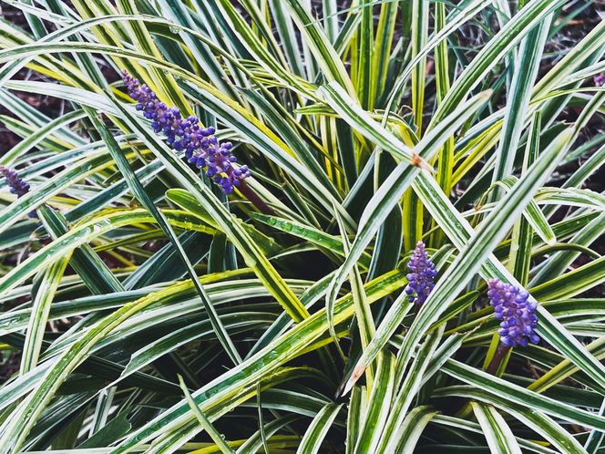 Liriope szafirkowata 'Variegata'
