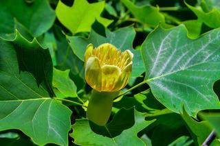 Drzewa kwitnące w czerwcu. 