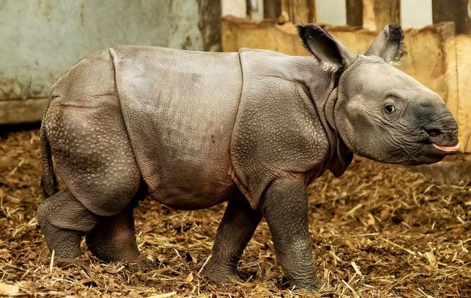 Szokujące narodziny we wrocławskim zoo! Pierwszy TAKI nosorożec [ZDJĘCIA]