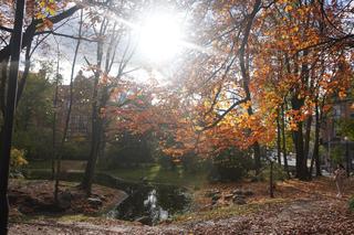 Park Wilsona jesienią