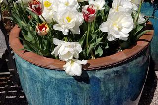 Tulipany w niebieskiej donicy