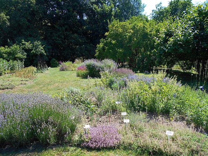 7 najładniejszych ogrodów botanicznych w Polsce. Kiedy je odwiedzić i gdzie są?