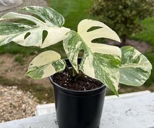 Monstera variegata