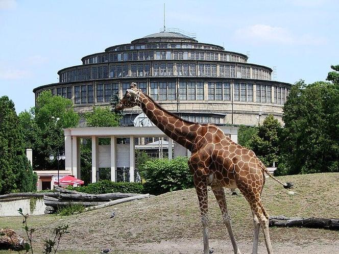 ZOO Wrocław - bilety, cennik 2023, godziny otwarcia. Jak dojechać? Mapa, parking