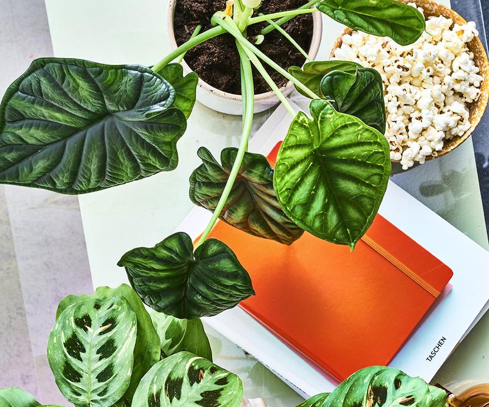 Alokazja Dragon Scale (Alocasia 'Dragon Scale')