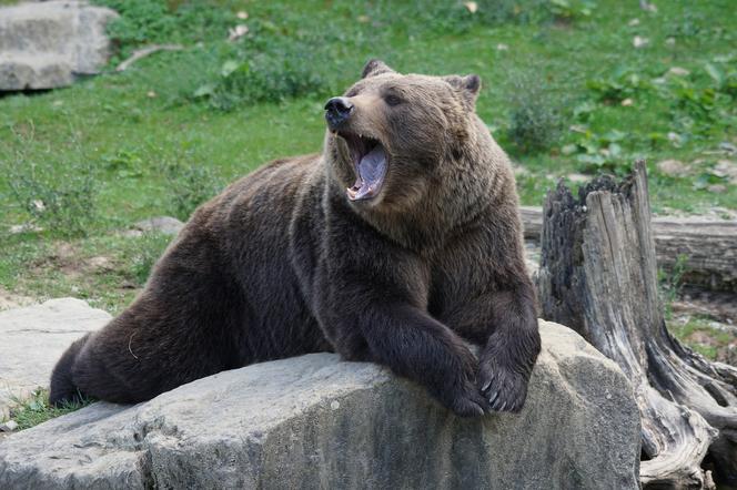 Zobaczył niedźwiedzią mamę z młodymi i... oniemiał! Ekolodzy: - Taki widok to rzadkość! 