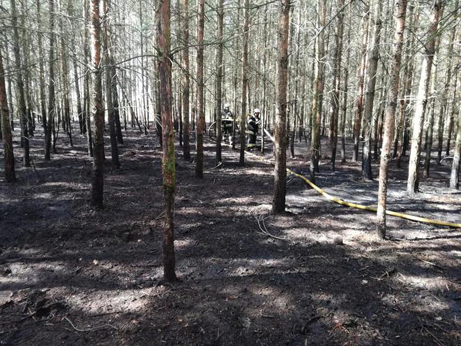 Seria pożarów w lasach pod Płońskiem! Straż pożarna: To były podpalenia! [ZDJĘCIA]