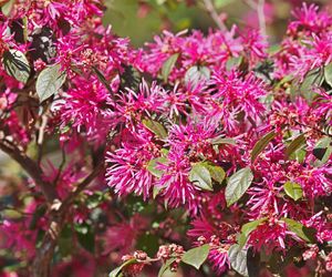 Loropetalum chińskie