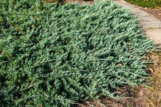 Jałowiec płożący 'Douglasii'