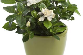 Gardenia jaśminowata - Gardenia jasminoides