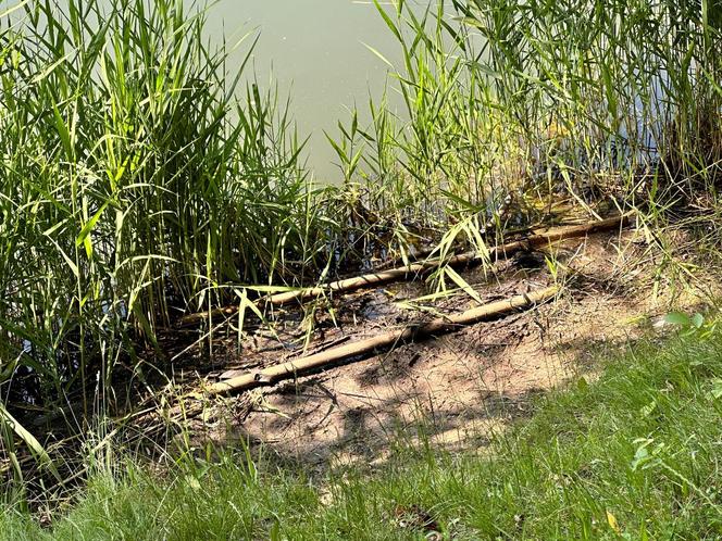 Zwłoki park Szczęśliwicki