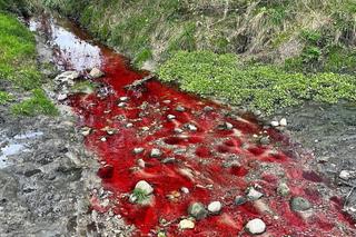 W rzece Augustówka wykryto czerwoną substancję. ZWiK znalazł sprawcę. Co mu grozi za spowodowanie zanieczyszczenia?