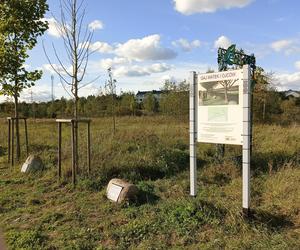 Gaj Matek i Ojców w Gdańsku zaniedbany. Miał być symboliczny park, są uschnięte drzewa i wysoka trawa