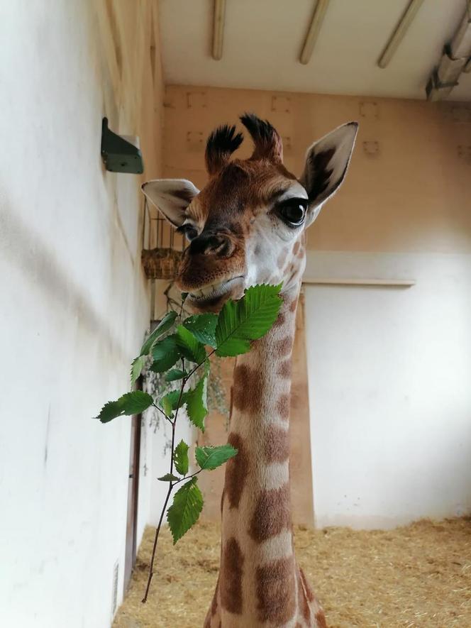 Warszawskie ZOO. Żyrafa Pietruszka