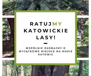 Drzewa w Lesie Murckowskim w Katowicach