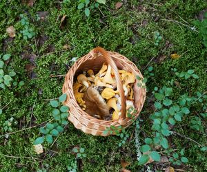 Gdzie na grzyby na Podlasiu w tym sezonie? Sprawdźcie te miejscówki