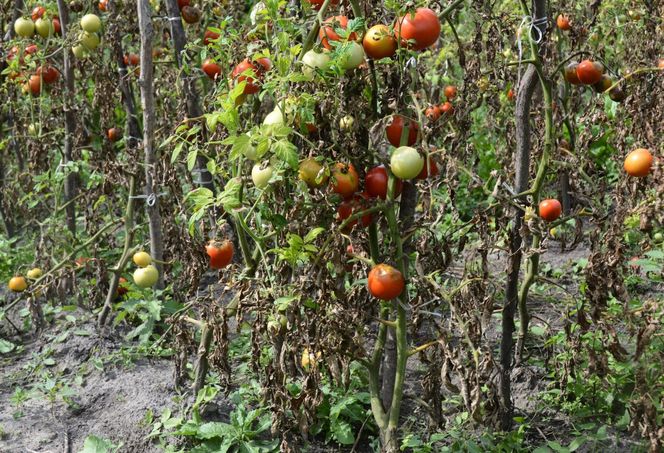 Fytoftoroza - groźna choroba roślin. Sprawdź jakie rośliny poraża fytoftoroza