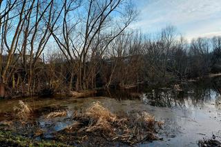 Widowiskowe powodziowe rozlewisko Wisły w Strzyżawie. Piękne, ale niebezpieczne. Woda podchodzi pod domy 