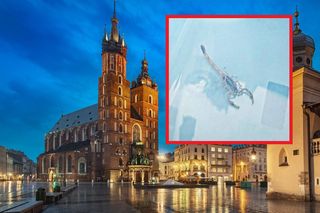 Skorpion wspinał się po murach Kościoła Mariackiego! Wycieczkę zakończył na posterunku policji