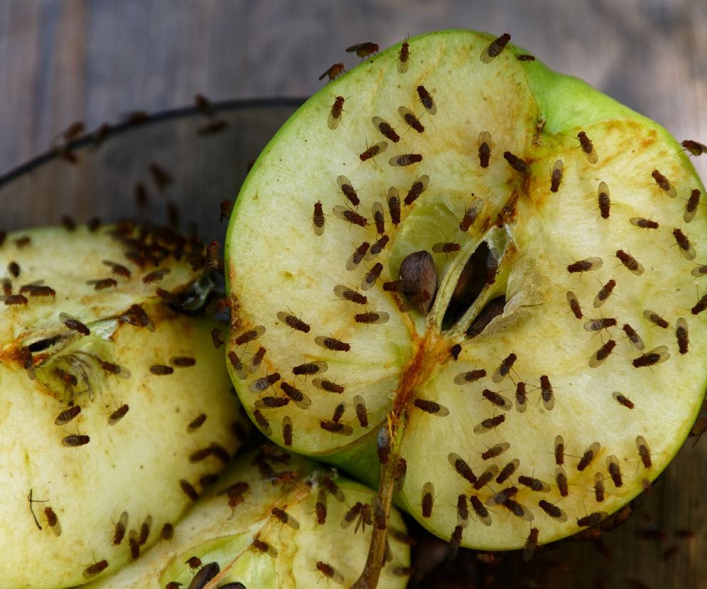 Nieznane fakty o muszkach owocówkach