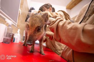 Dzika Ewa została bez mamy