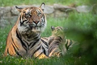 Tygrys sumatrzański we Wrocławskim Zoo