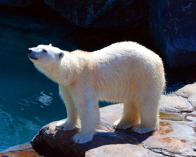 ZOO w Myślęcinku będzie miało nowych mieszkańców!