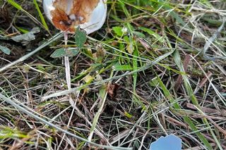 Warszawa, Wesoła. Zniszczone gniazda kaczek