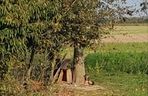 Suczka żyła wśród pól, na łańcuchu. Nawet nie przy budzie. Od wiatru osłaniała ją taczka