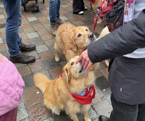 Golden Retriever WOŚP w Poznaniu