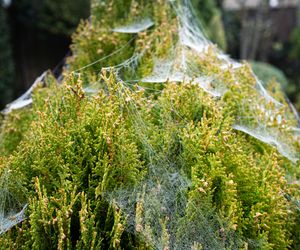 Pajęczyny na iglakach - co robić? Jak pozbyć się przędziorka z iglaków?