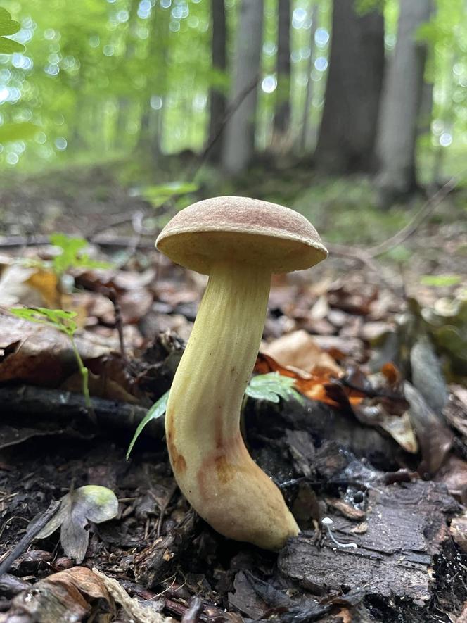 Grzybowe eldorado po deszczu na Dolnym Śląsku.  Są kolorowe borowiki i mnóstwo kurek 