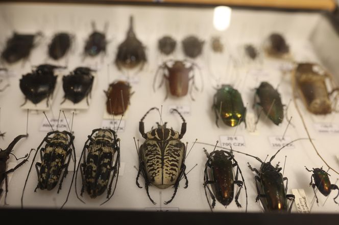 I Międzynarodowy Dzień Wymiany Owadów i Targi Entomologiczne w Bytomiu