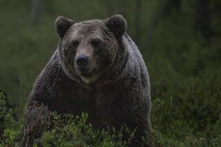 Niedźwiedź szedł prosto na niego. Wystraszony turysta próbował go odgonić. Nagranie przeraża