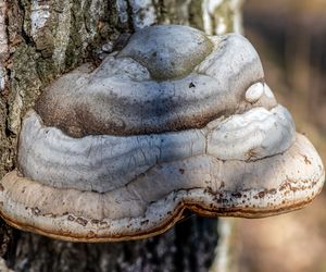 Huba na śliwie - jak się jej pozbyć? [Porada eksperta]