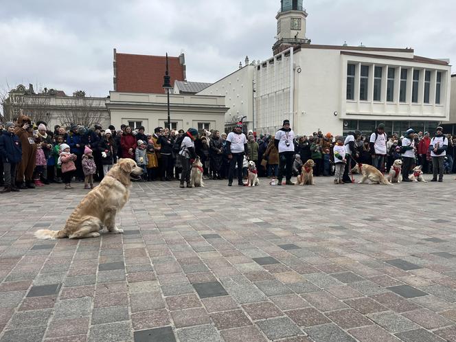 Golden Retriever WOŚP 2024 w Poznaniu. Psiaki też zbierają na dzieciaki. Kwesta na WOŚP i pokazy Golden Retrieverów 