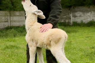 Biały łoś Karolcia